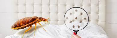 Υπηρεσία ελέγχου παρασίτων κατσαρίδων για το σπίτι